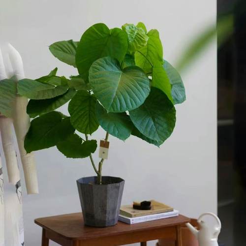 爱心榕伞榕心叶榕棒棒糖室内办公