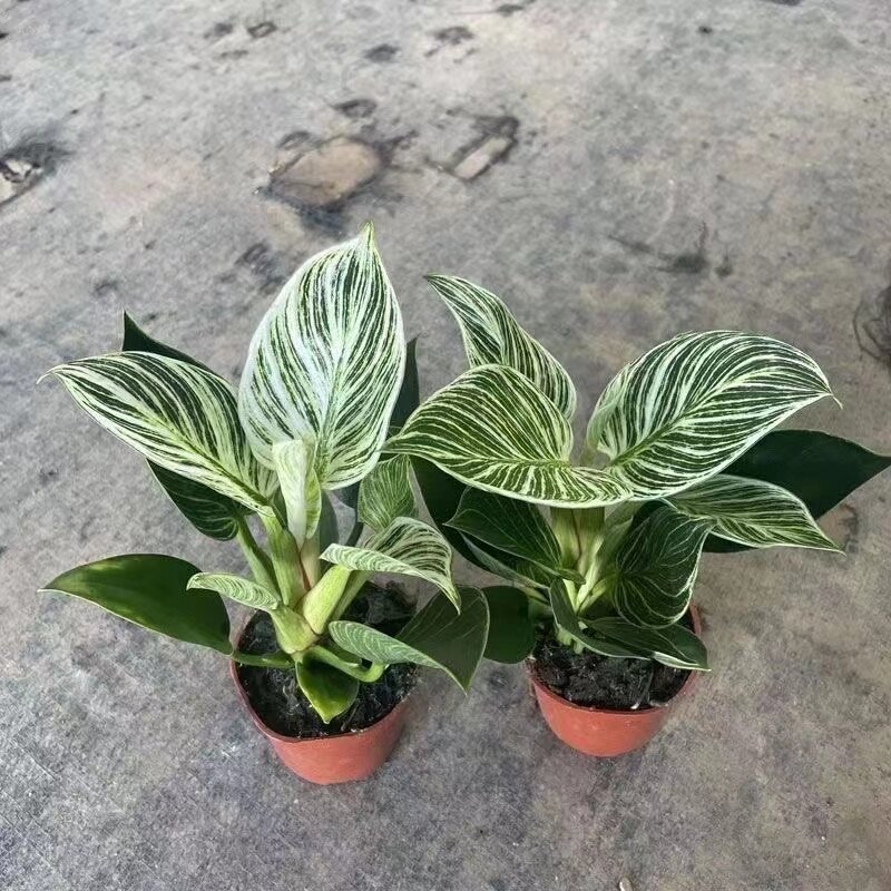 铂金钻客厅净化空气防辐射