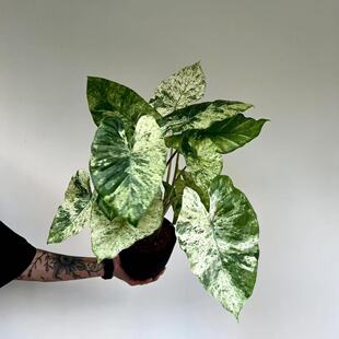 松染海芋Alocasia Odora Varigated Batik锦化抹茶叶室内简约耐活