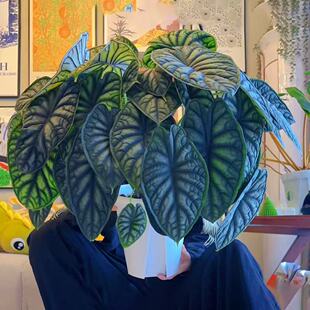 热带植物龙鳞海芋ins绿植净化空气除甲醛办公桌大叶神盾犀牛纹