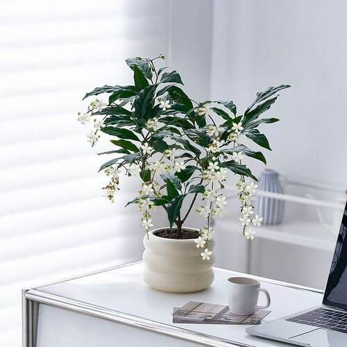 泰国垂丝茉莉室内高档年宵花卉