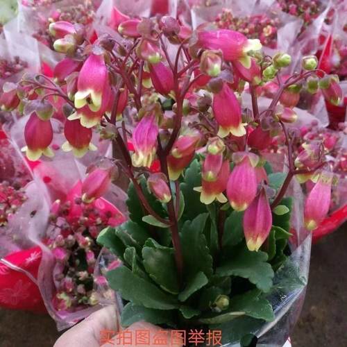 宫灯长寿花绿植阳台四季