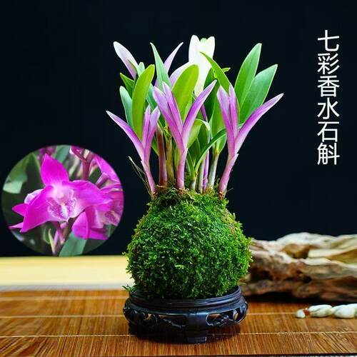 七彩香水石斛兰花四季好养绿植
