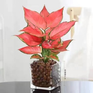如意皇后花盆栽吉利红万年红火植物室内水培绿植花卉四季观叶盆景