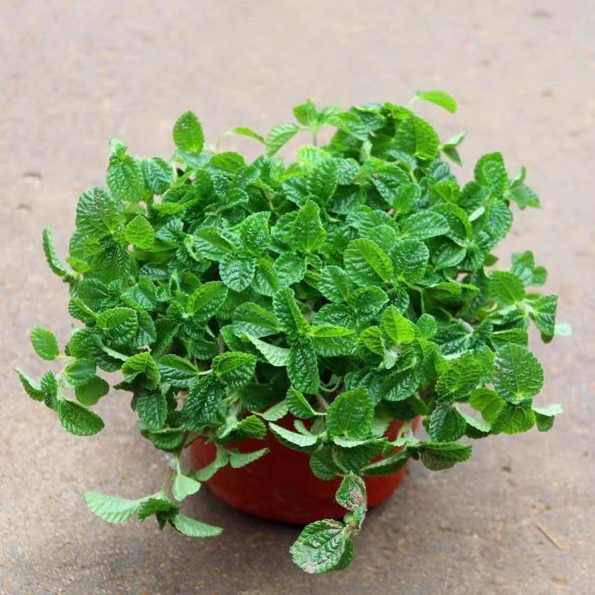 吸毒草客厅吸甲醛净化空气