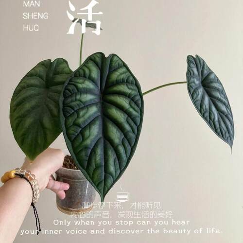 热带植物龙鳞海芋ins绿植净化