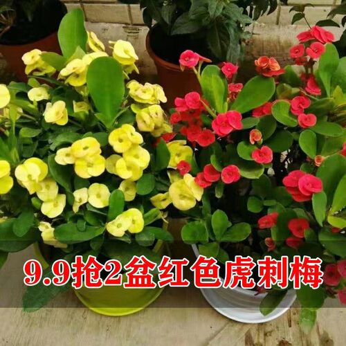 海棠花观花植物虎刺梅四季开花