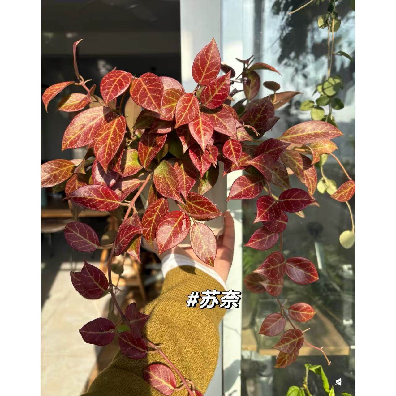 四季苏奈球兰秋冬春季叶子易变红