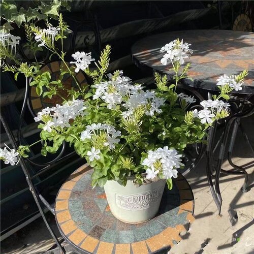 白雪花木本花卉阳台净化空气绿植