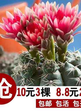 绯花玉仙人球带花苞室内阳台桌面