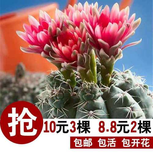绯花玉仙人球带花苞室内阳台桌面