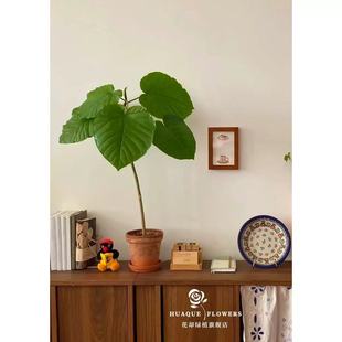 爱心榕心叶榕小清新绿植盆栽室内客厅琴叶榕四季常青网红观叶植物