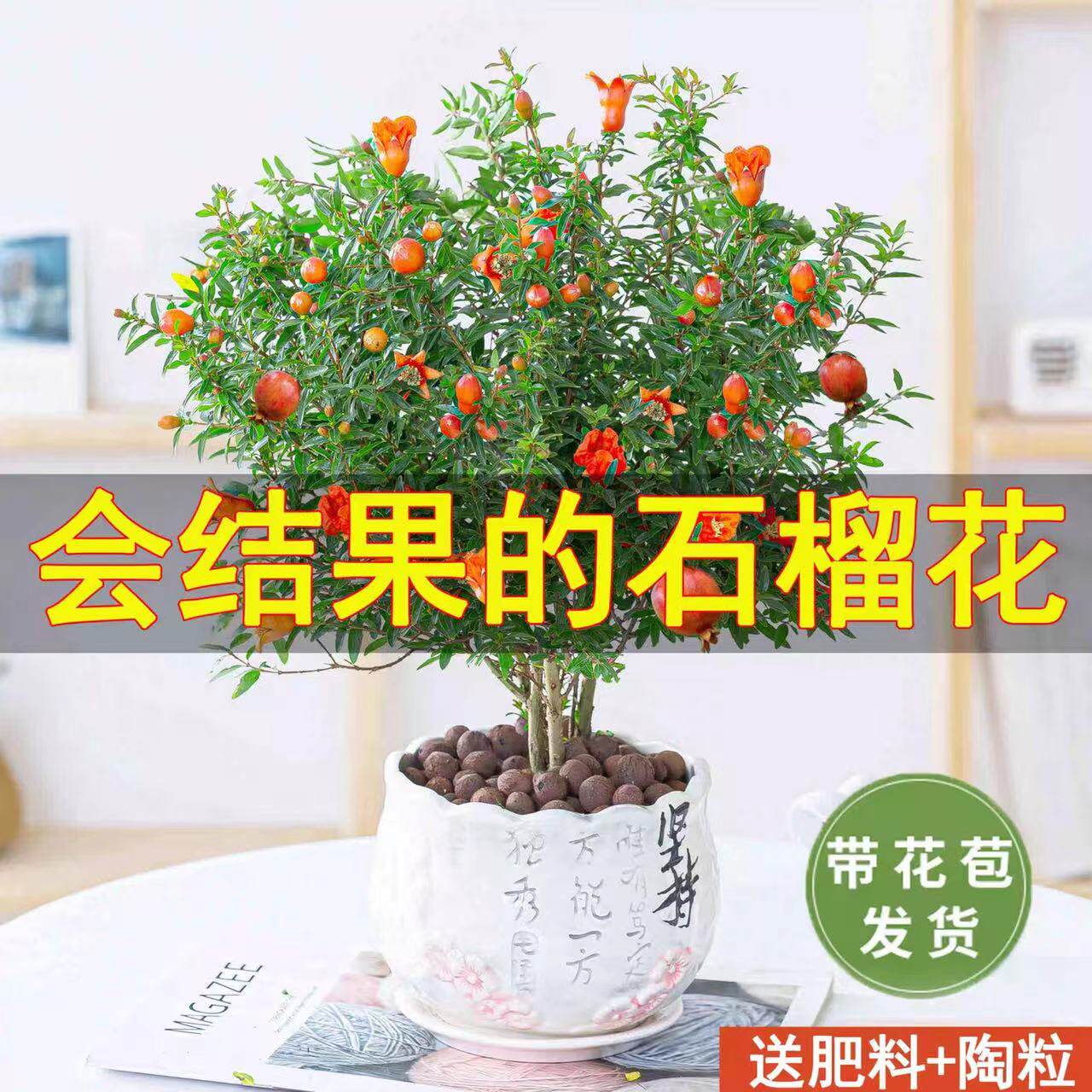 石榴树庭院净化空气美观