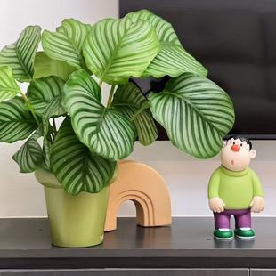 青苹果竹芋水培除甲醛净化空气北欧桌面室内盆栽耐阴观叶小清新