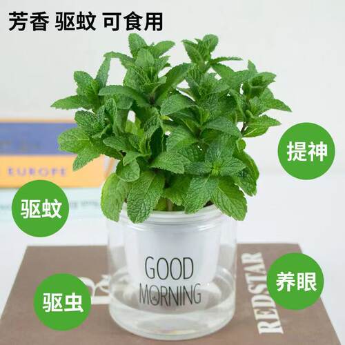 驱蚊吸甲醛净化空气薄荷