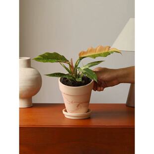 火之戒蔓绿绒 Philodendron Ring of Fire 黄金春羽锦叶入门热植