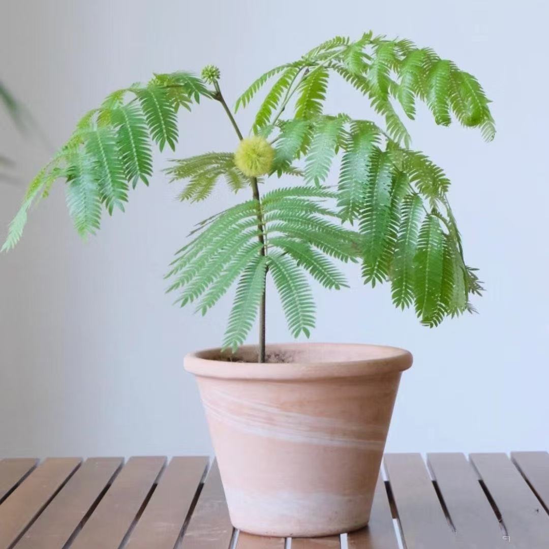 日本进口密叶猴耳环原盆籽播苗