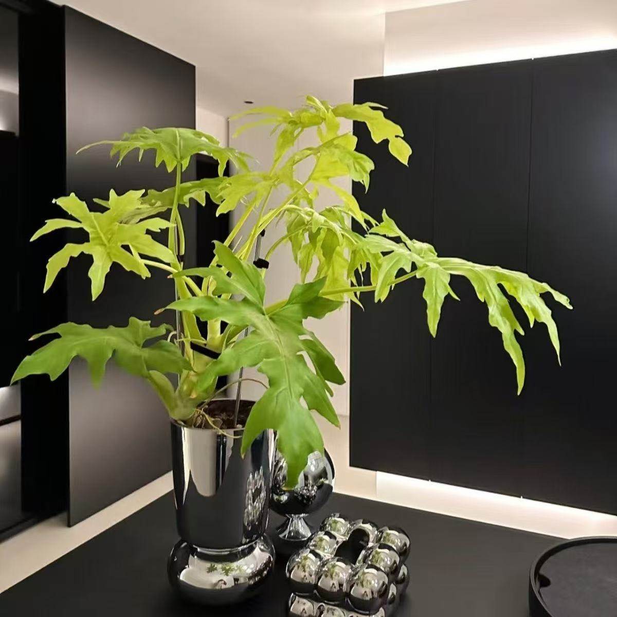 黄金春羽春羽瓦塞维奇萨维奇蔓绿绒植物桌面观叶盆栽室内绿植好养,鲜花速递/花卉仿真/绿植园艺,绿植,淘宝优惠券,粉丝福利购,淘宝优惠卷