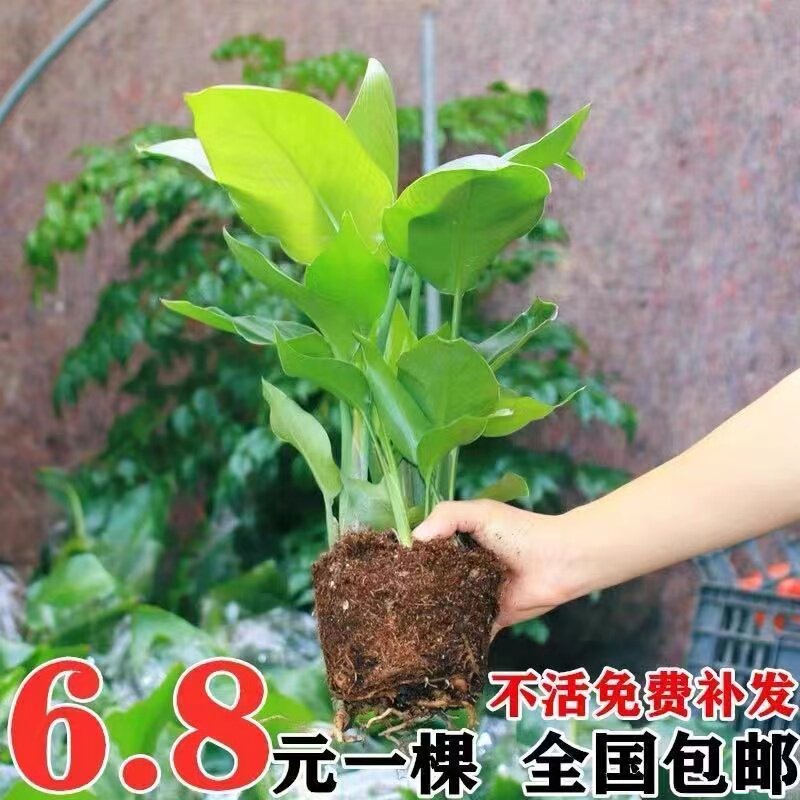 天堂鸟盆栽室内耐寒植物大型客厅落地喜阴新奇观叶四季常青绿植