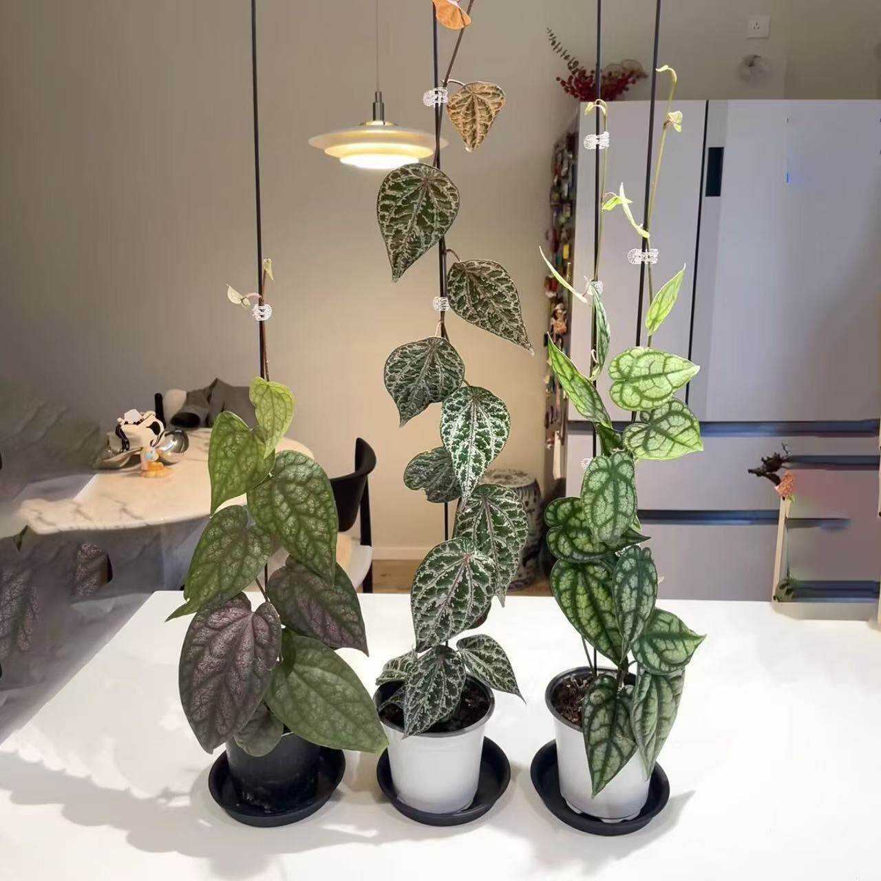水晶胡椒银斑金属观叶爬藤垂植物瑰丽室内阳台客厅垂吊好养绿植