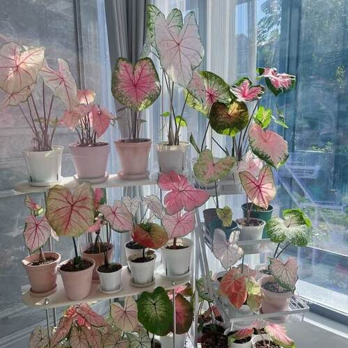 彩叶芋甜心白色恋人粉色和声