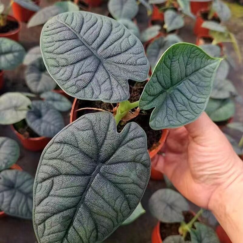 哈密瓜海芋进口耐阴观叶热带