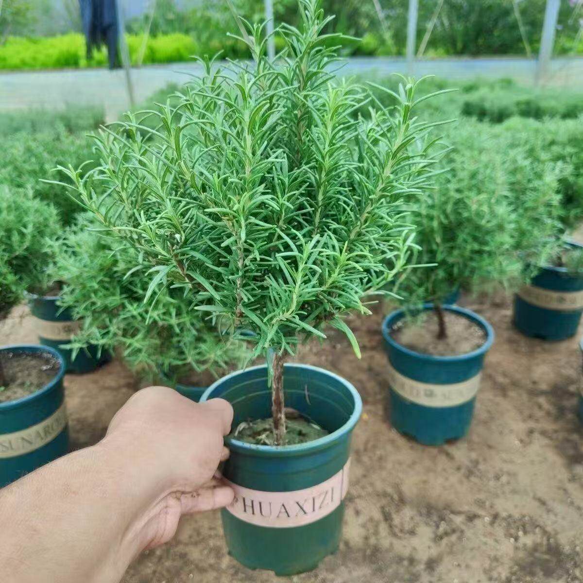 迷迭香室内盆栽可食用植物带香味