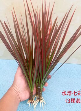 七彩铁客厅净化空气防辐射绿植