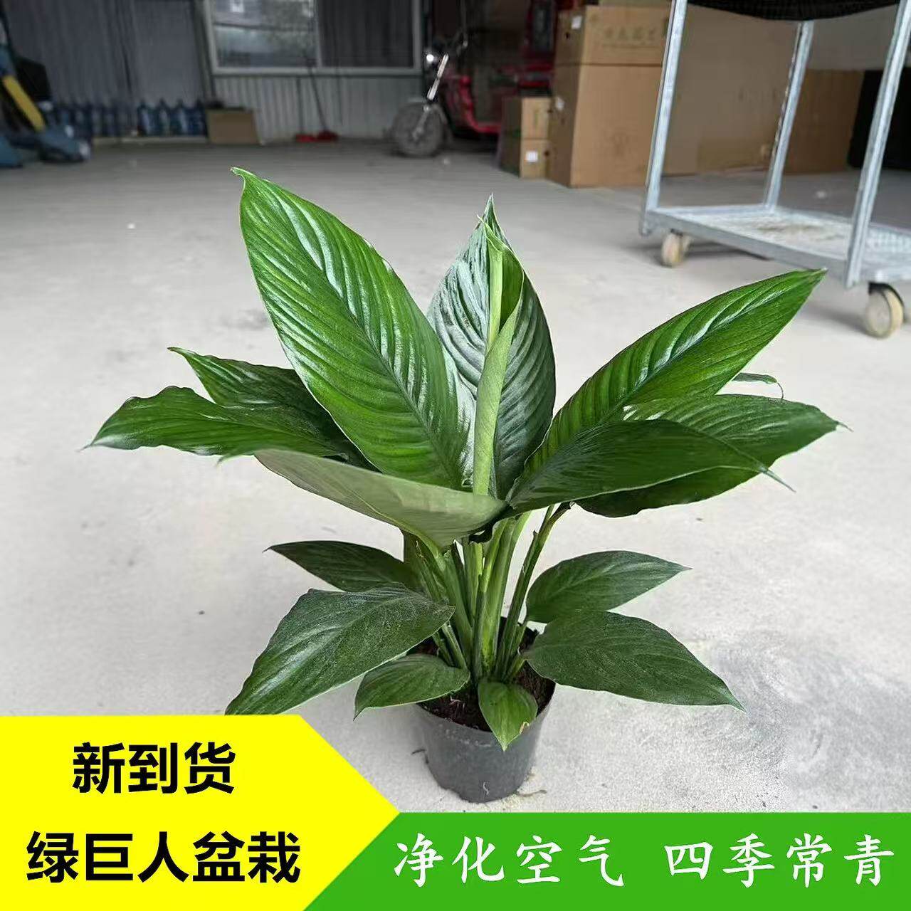 绿巨人绿植盆栽室内客厅大型观叶