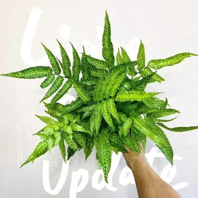 黄金斑马蕨喜阴蕨类盆栽植物