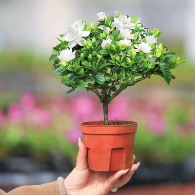 栀子花花卉客厅四季开花防辐射