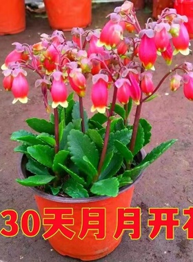 重瓣宫灯长寿灯笼花长寿花盆栽重瓣花长寿花四季开花带花苞新年花