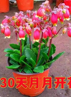长寿花草本阳台四季开花灯笼花
