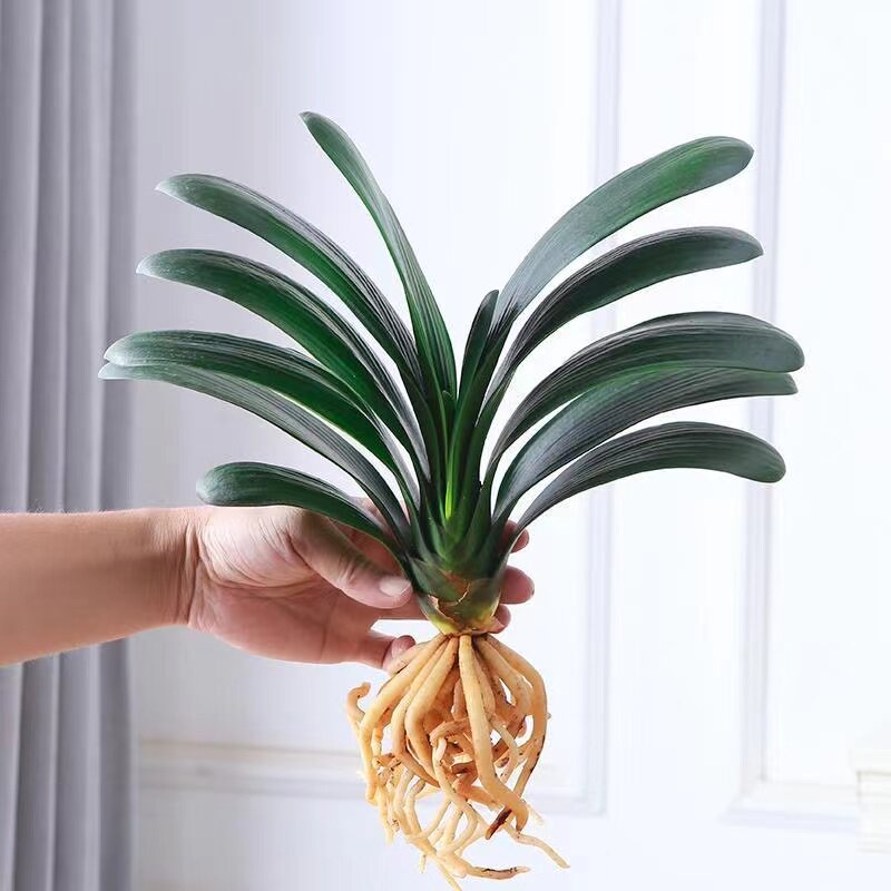 水培君子兰盆栽植物室内办公室客厅桌面花卉四季常青精品圆头和尚