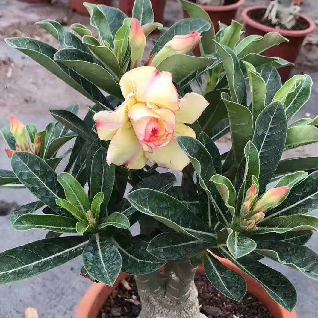 简单阳台吸甲醛沙漠玫瑰