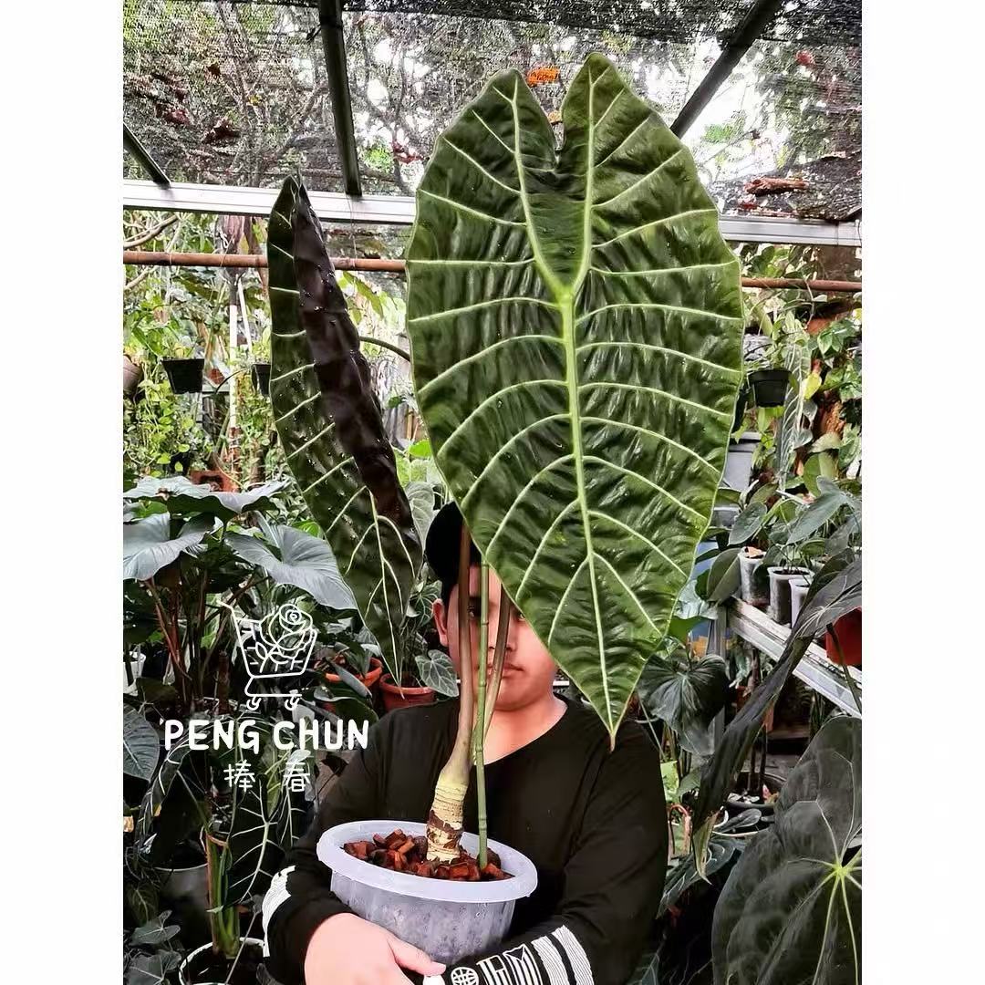 沃森海芋进口ins风网红绿植热植