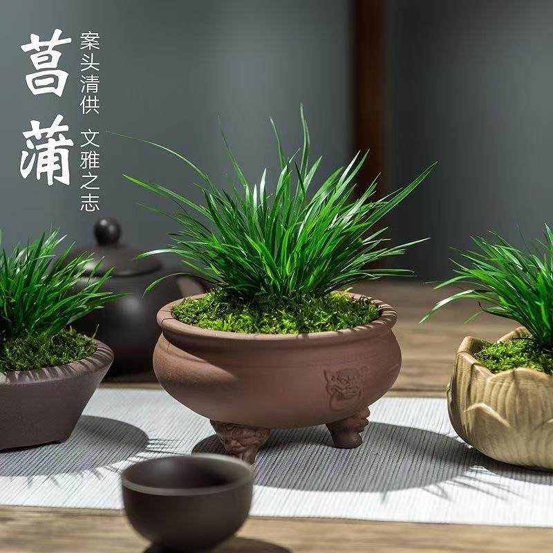 金边银边盆栽好养活室内阳台绿植