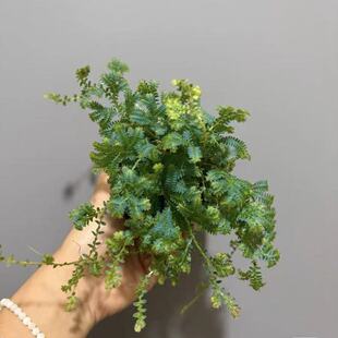 带飘条变色龙蓝玉蕨翠云草蕨庭院室内假山雨林绿植造景盆栽可吊篮