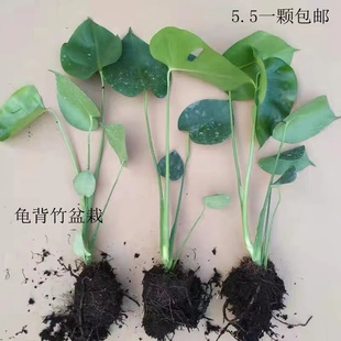 龟背竹盆栽 阳台绿植 四季花卉室内客厅摆放庭院种植植物包邮直销