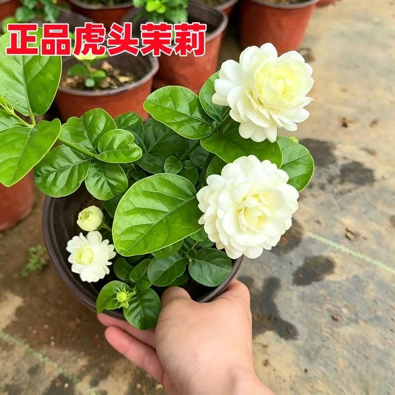 虎头圆叶茉莉茉莉花大花阳台庭院