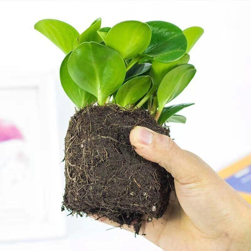净化空气美观室内植物盆栽