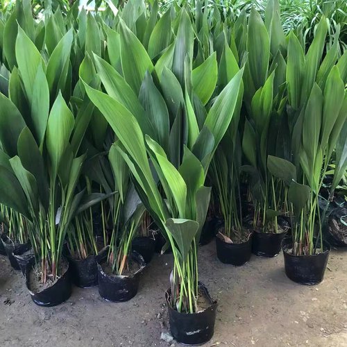 一叶兰绿植客厅净化空气防辐射