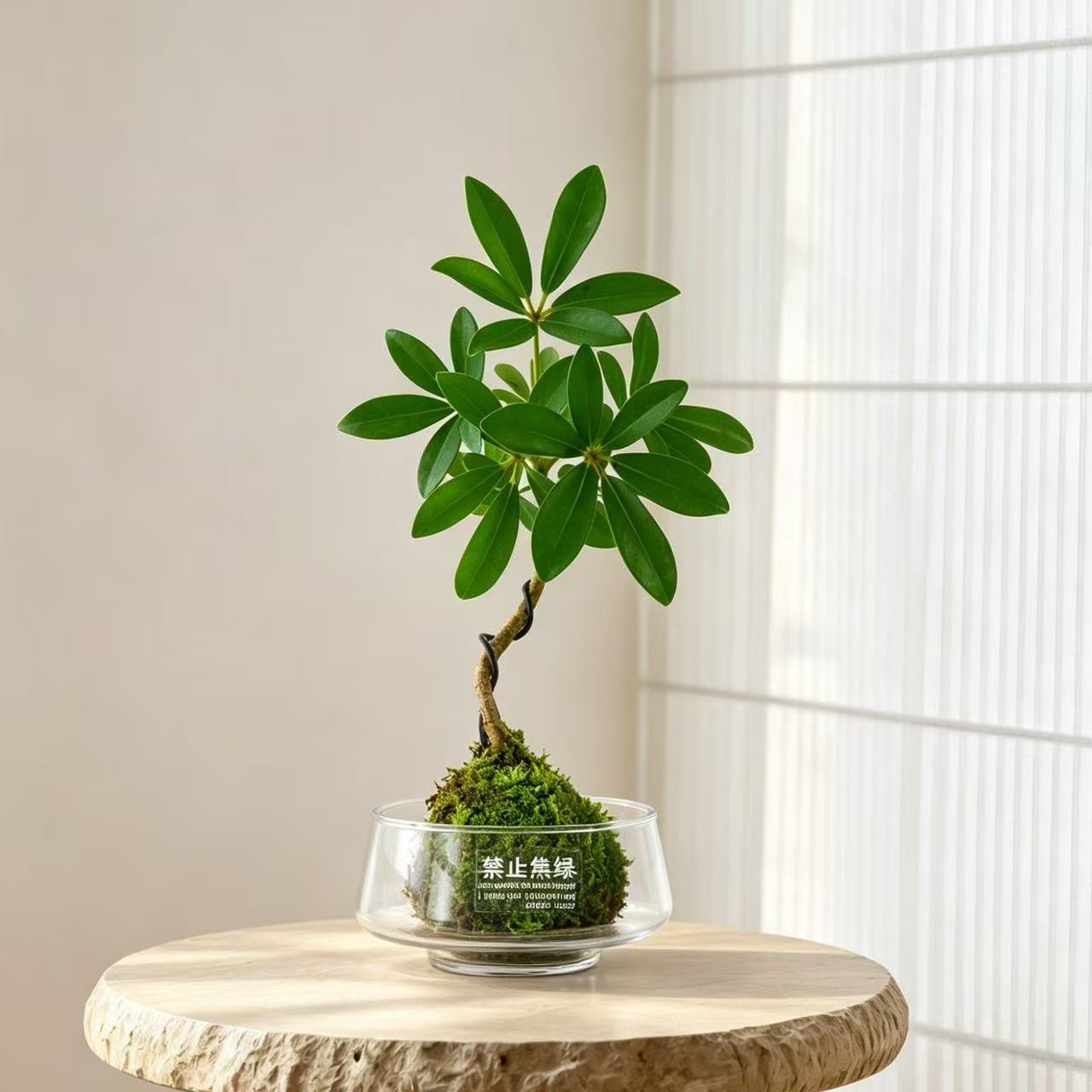 八方来财鸭脚木苔藓招财植物花卉
