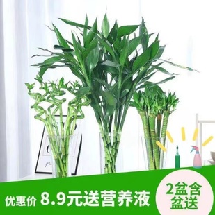 富贵竹水培植物转运竹花卉绿植室内盆栽绿萝箩水养带根鲜花发财树