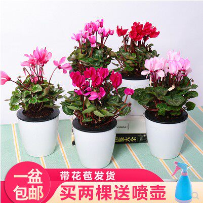 花卉年宵花四季观花仙客来