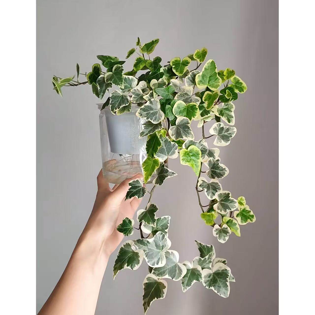 日本进口雪莹稀有品种常青藤植物