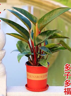 吸甲醛净化空气客厅红钻