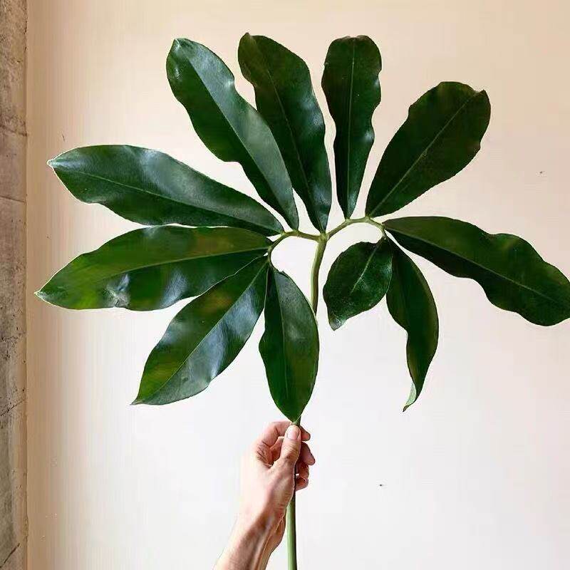 掌叶蔓绿绒印第安羽毛鹅掌柴植物