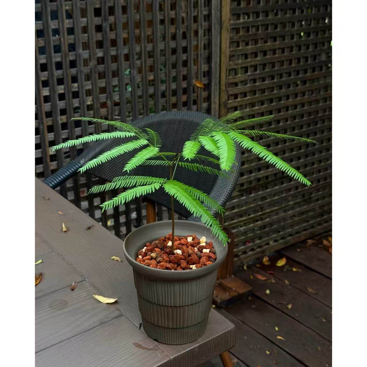 澳洲密叶猴大叶进口品种籽播植物