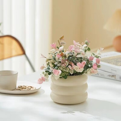 花叶洛石阳台净化空气吸甲醛绿植